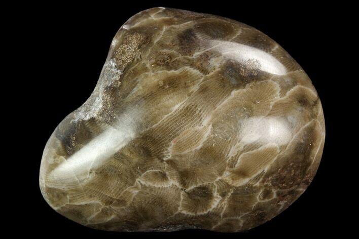 Polished Petoskey Stone (Fossil Coral) - Michigan #131057